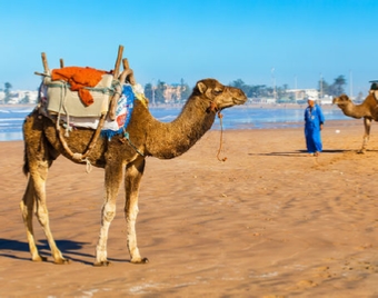 Agadir Tours