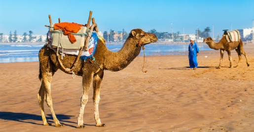 Agadir Tours