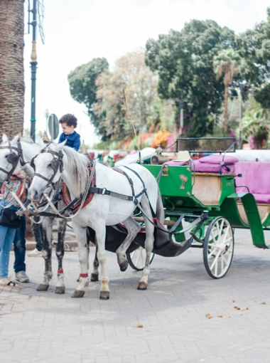 Marrakech 1-Hour Horse-Drawn Carriage Tour