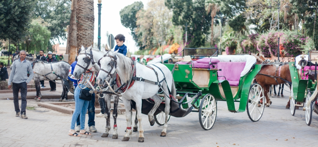 Marrakech 1-Hour Horse-Drawn Carriage Tour