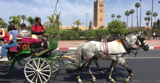 Marrakech 1-Hour Horse-Drawn Carriage Tour