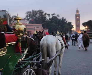 Horse Carriage Tour of Marrakech